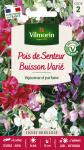 Fleurs - Pois de Senteur Buisson Varié - face recto